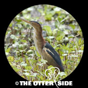 Least Bittern