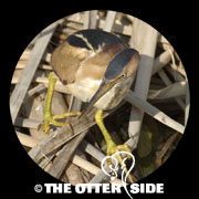 Least Bittern