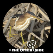 Least Bittern