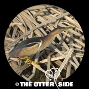 Least Bittern