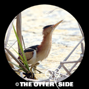 Least Bittern