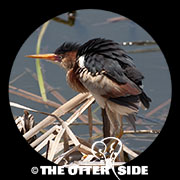 Least Bittern