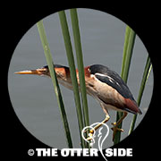 Least Bittern
