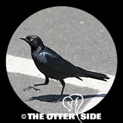 Brewer's Blackbird