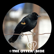 Red-winged Blackbird