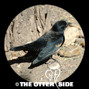 Red-winged Blackbird