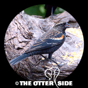 Red-winged Blackbird