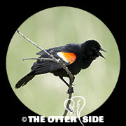 Red-winged Blackbird