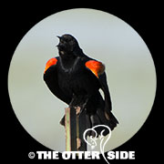 Red-winged Blackbird