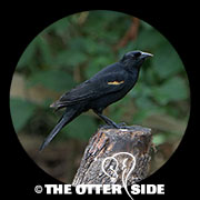 Red-winged Blackbird