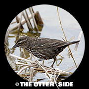 Red-winged Blackbird