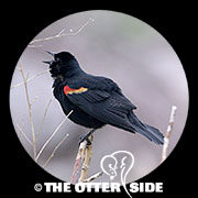 Red-winged Blackbird