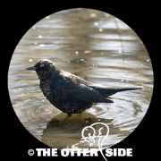 Rusty Blackbird