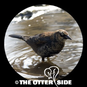 Rusty Blackbird
