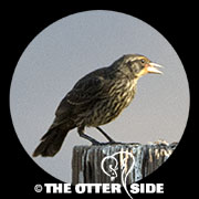 Tricolored Blackbird