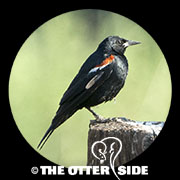Tricolored Blackbird