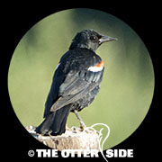 Tricolored Blackbird