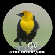 Yellow-headed Blackbird