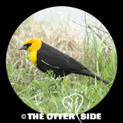 Yellow-headed Blackbird