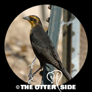 Yellow-headed Blackbird