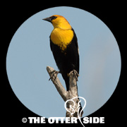 Yellow-headed Blackbird