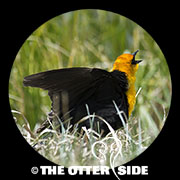 Yellow-headed Blackbird