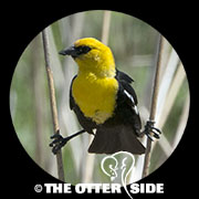 Yellow-headed Blackbird