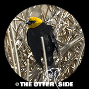 Yellow-headed Blackbird