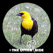 Yellow-headed Blackbird