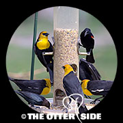 Yellow-headed Blackbird