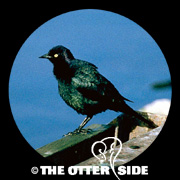 Brewer's Blackbird