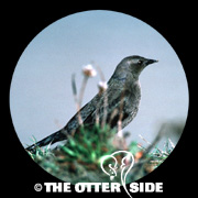 Brewer's Blackbird