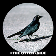 Brewer's Blackbird