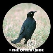 Brewer's Blackbird