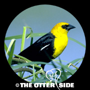 Yellow-headed Blackbird