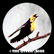 Yellow-headed Blackbird