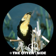 Yellow-headed Blackbird