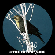 Yellow-headed Blackbird