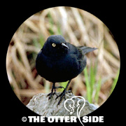 Rusty Blackbird