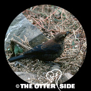 Rusty Blackbird
