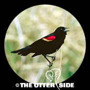 Red-winged Blackbird