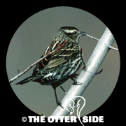 Red-winged Blackbird