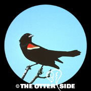 Red-winged Blackbird