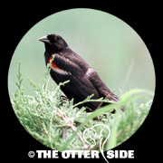 Red-winged Blackbird