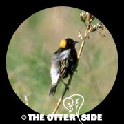 Bobolink