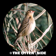 Bobolink