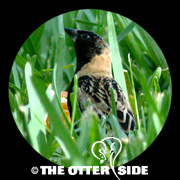 Bobolink