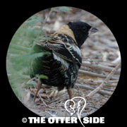 Bobolink