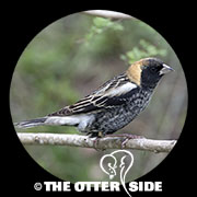 Bobolink