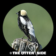 Bobolink